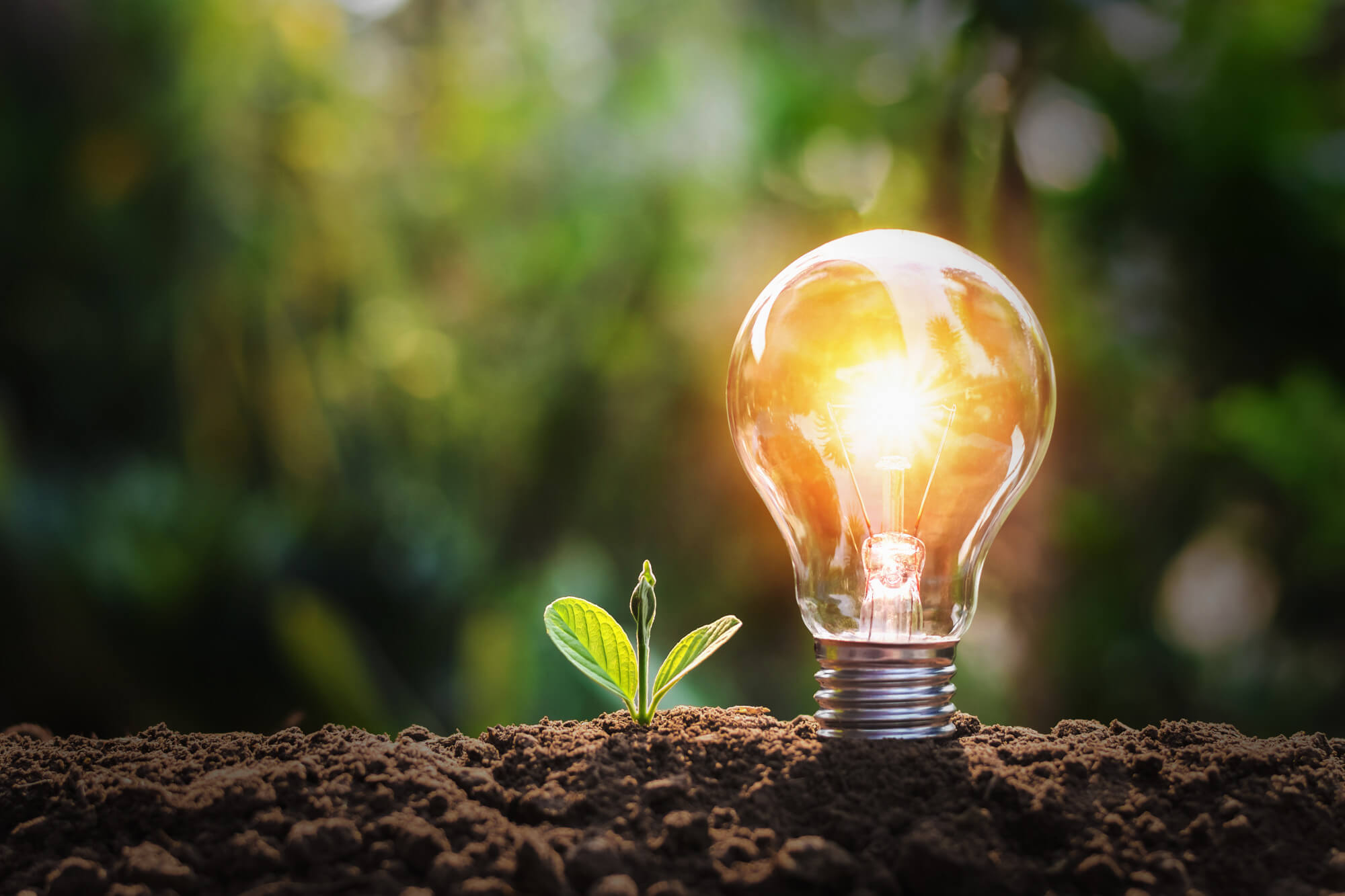 lightbulb-with-small-plant-soil-sunshine-concept-saving-energy-nature